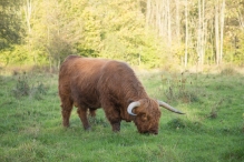 Herfst in het Harderbos