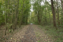 Herfst in het Harderbos