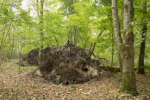 Herfst in het Harderbos