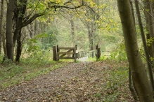 Herfst in het Harderbos