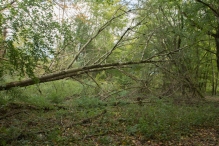Herfst in het Harderbos