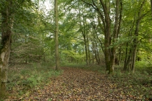 Herfst in het Harderbos