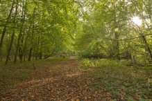 Herfst in het Harderbos