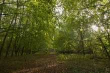 Herfst in het Harderbos