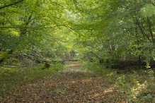 Herfst in het Harderbos