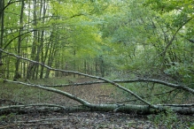 Herfst in het Harderbos