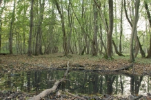 Herfst in het Harderbos
