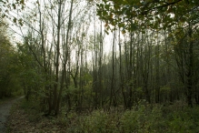 Herfst in het Harderbos