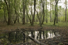 Herfst in het Harderbos