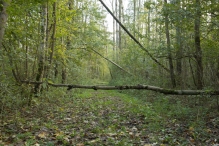 Herfst in het Harderbos