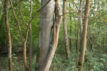 Herfst in het Harderbos