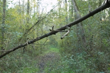 Herfst in het Harderbos