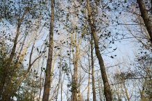 Herfst in het Harderbos