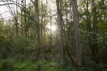 Herfst in het Harderbos