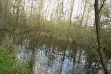 Herfst in het Harderbos