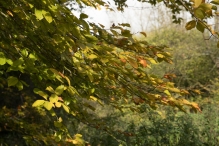 Herfst in het Harderbos