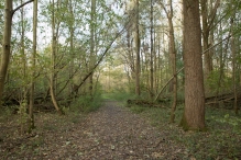 Herfst in het Harderbos