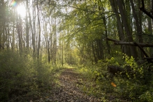 Herfst in het Harderbos