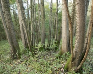 Herfst in het Harderbos