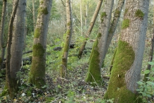 Herfst in het Harderbos