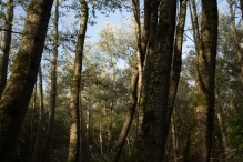 Herfst in het Harderbos