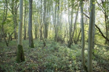 Herfst in het Harderbos