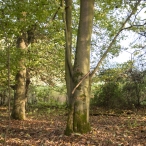 Herfst in het Harderbos
