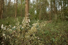Herfst in het Harderbos
