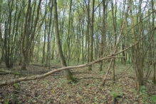 Herfst in het Harderbos