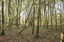 Herfst in het Harderbos