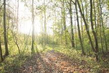 Herfst in het Harderbos