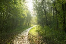 Herfst in het Harderbos