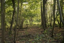 Herfst in het Harderbos