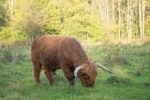 Herfst in het Harderbos