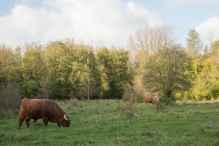 Herfst in het Harderbos