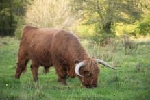 Herfst in het Harderbos