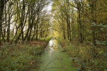 Herfst in het Harderbos