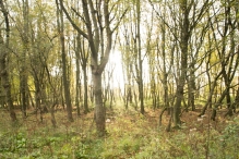 Herfst in het Harderbos