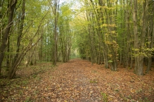Herfst in het Harderbos