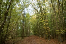 Herfst in het Harderbos