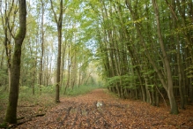Herfst in het Harderbos