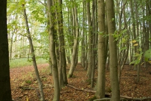 Herfst in het Harderbos