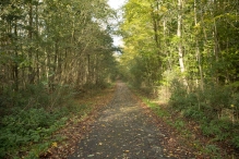 Herfst in het Harderbos