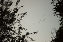 Herfst in het Harderbos