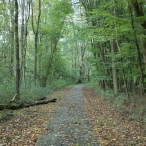 Herfst in het Harderbos