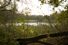 Herfst in het Harderbos