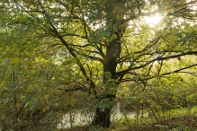 Herfst in het Harderbos