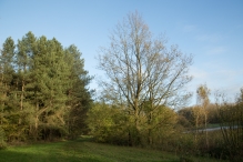 Herfst in het Harderbos