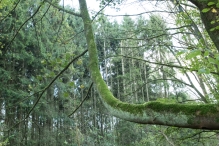 Herfst in het Harderbos