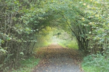 Herfst in het Harderbos